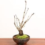 桜盆栽：特選鬱金桜(信楽焼金彩足付丸鉢)*ウコン桜