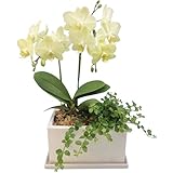 産地直送の花ギフト　椎名洋ラン園のミディ胡蝶蘭　パルテノ鉢観葉寄せ　イエロー系2本立ち 陶器鉢5.5号