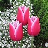 チューリップ　メリーウィドー ５球入