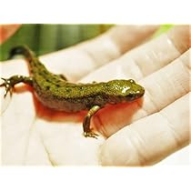 Amazon | 【生体】アカハライモリ 5匹（両生類 両棲類 イモリ