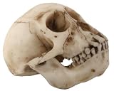 YTC Summit 8036 MONKEY SKULL, C-24
