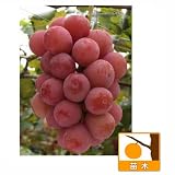 ブドウ：クイーンニーナ挿木苗5号ポット[果樹研究所育成品種][鮮やかな赤色の果皮]
