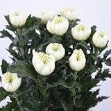 花木屋 菊 花 切花 白 70～80センチ 10本 国産