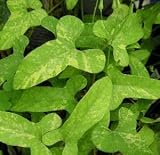 斑入り葉　馬の鈴草（ウマノスズクサ）