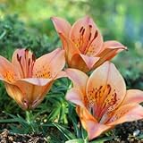 ヒメエゾスカシユリ