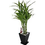 【観葉植物ギフト】 スクエアポット6号鉢・スマートスタイル (ドラセナ・サンデリアーナ： 鉢色：黒鉢)