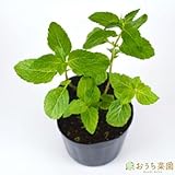 クールミント 【苗】 ９ ｃｍ ポット ＜当店は 苗 種 鉢 培養土 ニーム の専門店＞