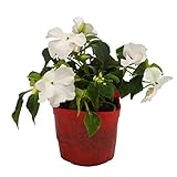 花市場直送便 花苗 インパチェンス 白 8入