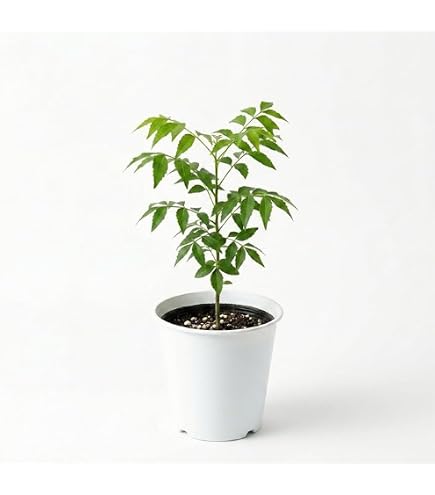 Amazon.co.jp: 【種子】Azadirachta indica◇インドセンダン/ミラクル Amazon.co.jp: 【種子】Azadirachta indica◇インドセンダン/ミラクル