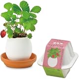 聖新陶芸 通年 家庭菜園 簡単 栽培キット ワイルドストロベリー 香草 ハーブ 栽培セット (自由研究/食育) 鉢約7×9cm エッグリング エコ 母の日 プレゼント 誕生日 EG-6003