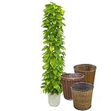 ポトス・ライム タワー 10号サイズ 【バスケット(鉢カバー) 付き】 バスケット03