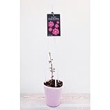 クレマチス二年苗 レッドスター (4寸ポット) 2個入り