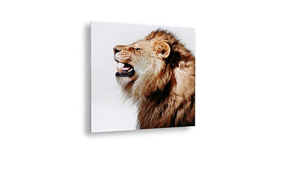 Amazon 画像 ゲッティ イメージ プロファイル オブ ローリング ライオン 写真プリント 40x40 6542 アートフレーム ポスター オンライン通販