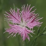 絞り咲き河原ナデシコ