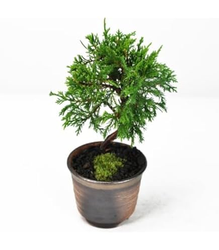 Amazon.co.jp: 盆栽：糸魚川真柏（曲・7年生）*（瀬戸焼藍色丸深