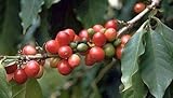 Coffea arabica - coffee arabica - 50 seeds