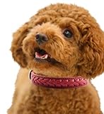 [cross] ペット 犬 猫 首輪 高級 革 皮 レザー 小型 中型犬 子犬 散歩 星 スター 赤 (レッド,S)