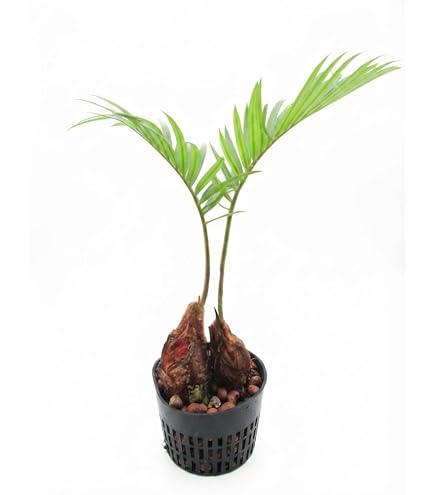 Amazon｜ソテツ 蘇轍 新芽 子株 苗 観葉植物｜観葉植物 オンライン通販
