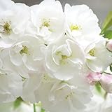 桜 苗木 白妙 12cmポット苗 しろたえ さくら 苗 サクラ