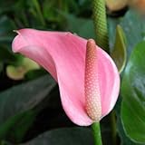 120 pcs Rare Flower Anthurium Seeds Balcony Potted Plant Anthurium Flower Seeds for DIY Home Garden 