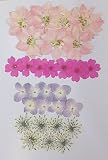 【お花屋さんの押し花セットNo.24B】上質 押し花 千鳥草 あじさい バーベナ レースフラワー ハンドメイド UVレジンでスマホケースも作成可能！！
