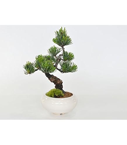 Amazon.co.jp: ミニ盆栽 八房 寿黒松（千寿丸）【現品】（3763） : DIY