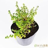 ドーンバレータイム 【苗】 9cmポット ＜当店は 苗 種 鉢 培養土 ニーム の専門店＞