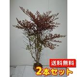 【ノーブランド品】 ナンテン 樹高1.2m前後 根巻き 【2本セット】