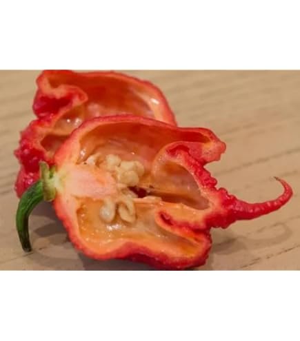 Amazon.co.jp: 植物種子 世界一位のスーパー超激辛唐辛子 キャロライナ