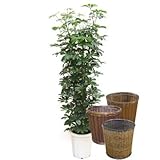 シェフレラホンコンカポック(斑なし)【バスケット(鉢カバー) 付き】 バスケット01