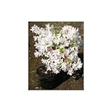 クルメツツジ トコナツ 5号ポット