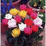 チューリップ　八重咲　１６球入