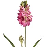 (ヒル・インテリアズ) Hill Interiors ヒヤシンス 造花 アーティフィシャルフラワー イミテーションフラワー デコレーション (ワンサイズ) (ダークピンク)