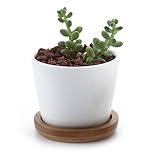 T4U 6.5CM 陶器鉢 白 ラウンド シンプルデザイン 植木鉢 多肉植物 サボテン鉢 花鉢 容器 プランター