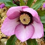 一重咲き・大輪 クリスマスローズ　 プレミアムコレクション　 アシュード ピーチカクテル 9cmポット2017年秋の新苗 花苗 ガーデニング 寄せ植え