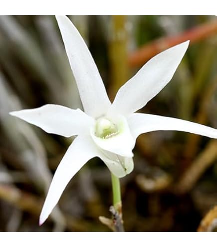 Amazon.co.jp: （山野草）フウラン（風蘭）原種系 2．5～3号