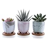 T4U 6cm アイスクリームパターン 多肉植物、サボテン鉢 フラワーポット 植木鉢 バンブートレイ付き 3色セット