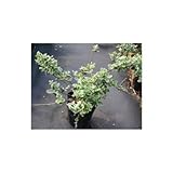 ツルマサキ エメラルドガウディ