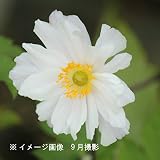 宿根草:アネモネ ドリーミングスワン(シュウメイギク) 10.5cmポット苗【紫桜館山の花屋】