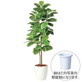 エフプランター 人工観葉植物-アルテシマ株立-150-8号鉢-懸崖鉢