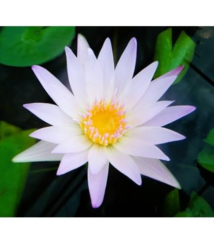 AB亜属間交配睡蓮 ベティ・ルー　Betty Lou 熱帯スイレン 水生植物 Amazon｜AB亜属間交配睡蓮 ベティ・ルー 熱帯スイレン 睡蓮 水生植物