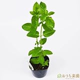 イングリッシュ ミント 【苗】 ９ ｃｍ ポット ＜当店は 苗 種 鉢 培養土 ニーム の専門店＞