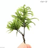 (観葉/苔)オオトラノオゴケ 半パック 本州・四国限定[生体]