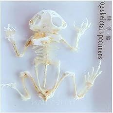 Amazon Co Jp カエルの骨格モデル カエルの骨格標本動物の骨格モデル 樹脂の動物標本 動物の骨格獣医学教育モデル おもちゃ Amazon Co Jp カエルの骨格モデル カエルの骨格標本動物の骨格モデル 樹脂の動物標本 動物の骨格獣医学教育モデル おもちゃ