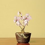 ミニ盆栽：御殿場桜(瀬戸焼小鉢）*
