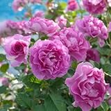 バラ苗 ラヴァンデパルフュメ 国産大苗ドリュオリジナル角鉢6号 四季咲き中輪 紫系 フレンチローズ（ドリュ）