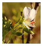 Pelargonium ribifolium - Currant-leaved Pelargonium - 5 seeds