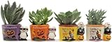 ハロウィンゴースト多肉植物4点セット