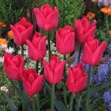 チューリップ　イルデフランス　５球入