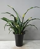 オモト（万年青）　黄斑（５．５号）